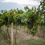 팜스테이 Poggio Delle Conche *