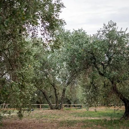 Poggio Delle Conche *